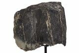 Fossil Sauropod Rib Bone Section w/ Metal Stand - Colorado #340122-2